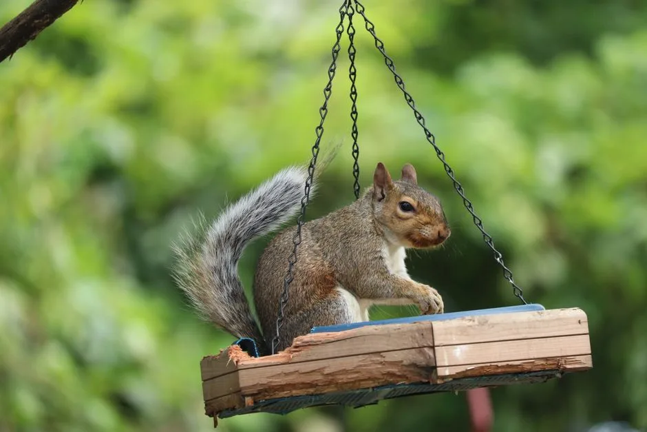 Squirrel standing on a hanging feeder with visibly chewed wood edges