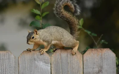How Far From Trees Should a Squirrel Baffle Be?