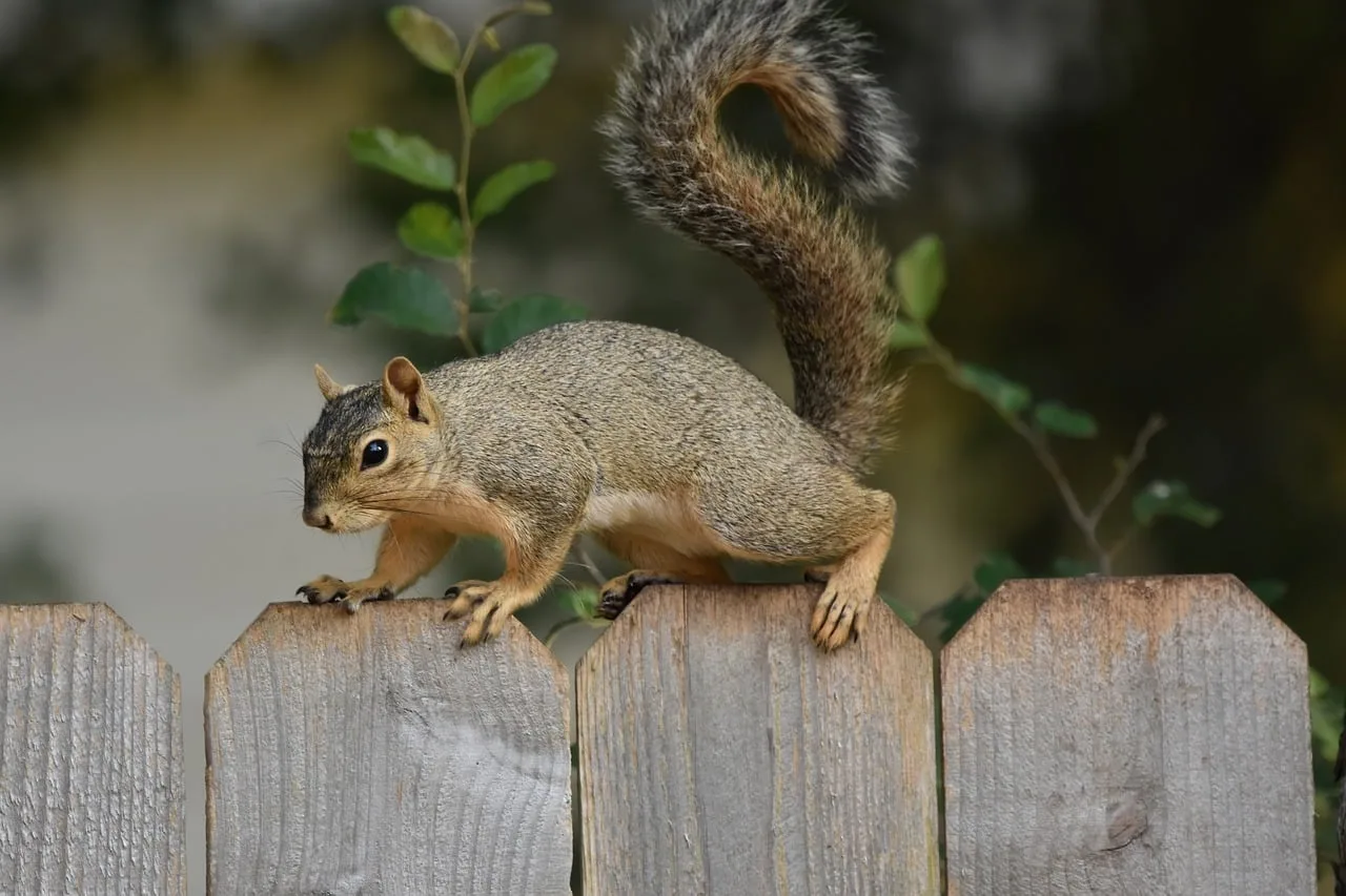 How Far From Trees Should a Squirrel Baffle Be?