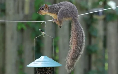 Best Squirrel Baffle for a Bird Feeder Pole
