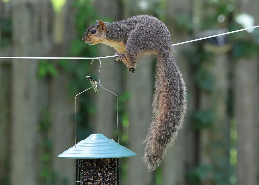 Squirrel balancing on a wire above a hanging bird feeder with a dome guard