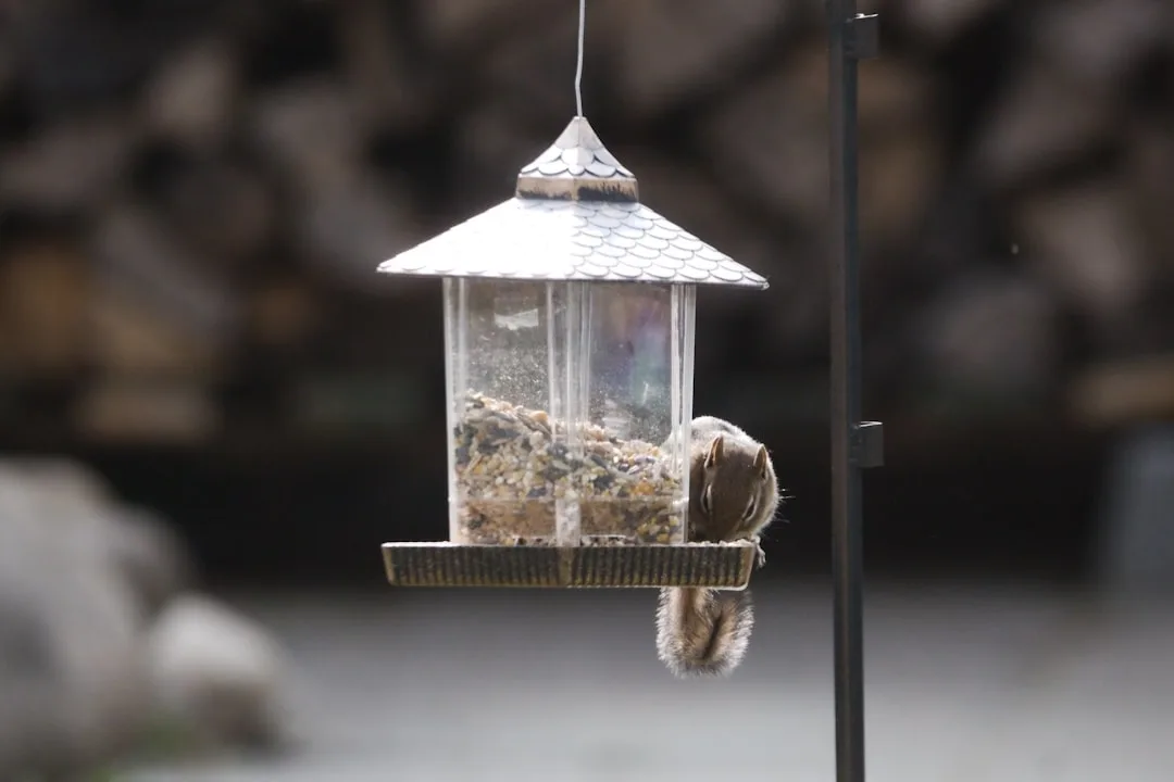 Squirrel peeking around the edge of a large hanging hopper feeder near a metal pole