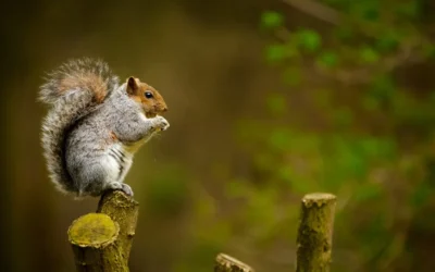 Why Squirrels Keep Getting Past Your Baffle