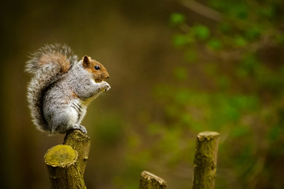 Squirrel perched attentively on top of a cut log fence post