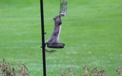 Best Squirrel Baffle for a Shepherd Hook