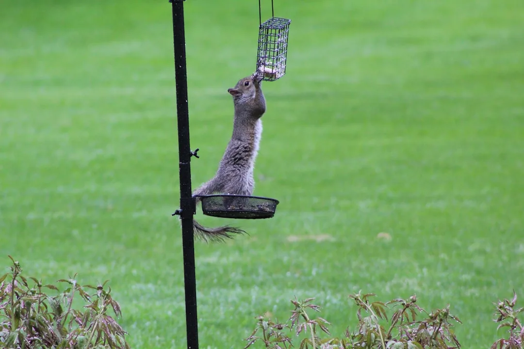 Gray squirrel standing on a thin metal pole reaching up toward a hanging suet feeder