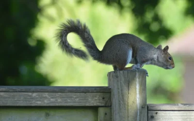 How to Install a Squirrel Baffle on a 4×4 Post