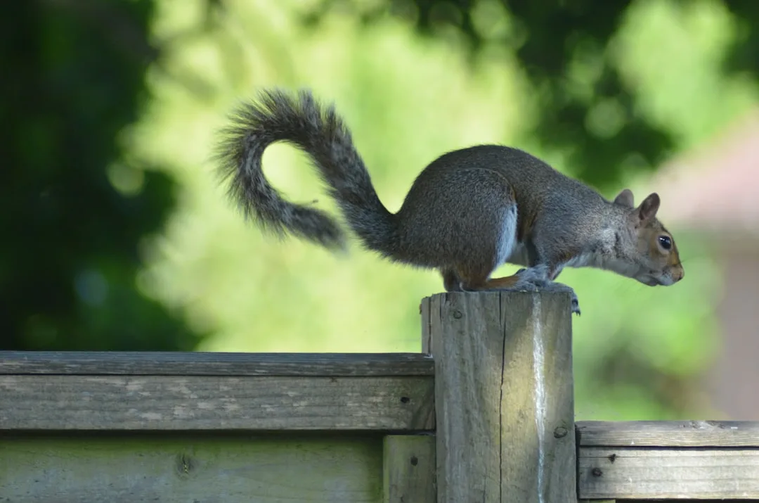 Squirrel standing on top of a square wooden fence post