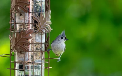 Best Squirrel-Proof Bird Feeders