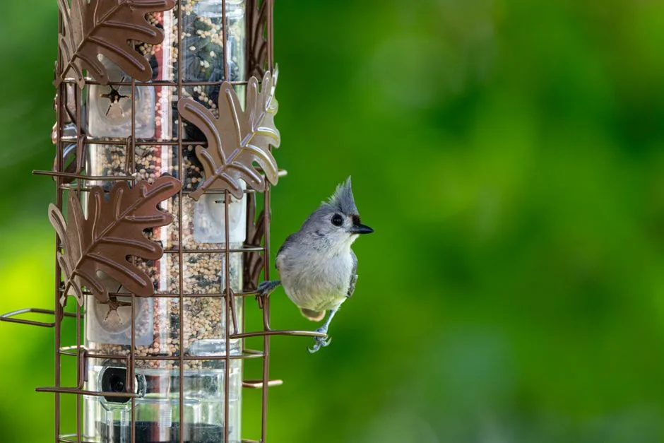 Tufted titmouse perched on a wire-caged squirrel-proof tube feeder
