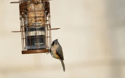 Best Tube Bird Feeders