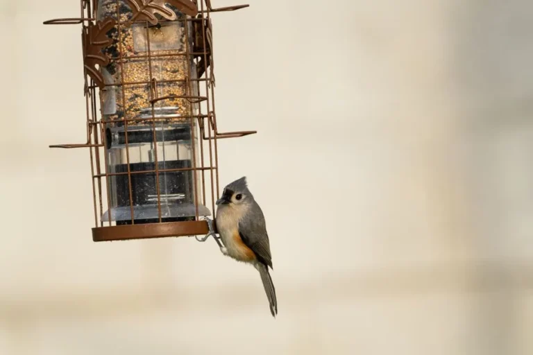 Tufted titmouse perched on the edge of a tube bird feeder