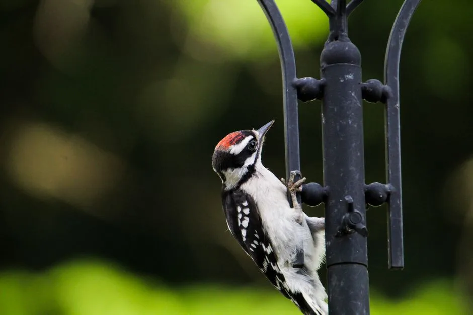 Downy woodpecker gripping an ornate black metal feeder pole