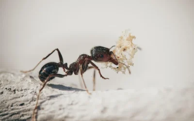 How to Stop Ants From Getting Into a Bird Feeder
