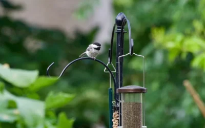 Bird Feeder Poles: The Complete Guide