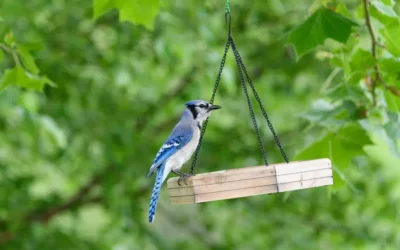 How to Hang a Bird Feeder