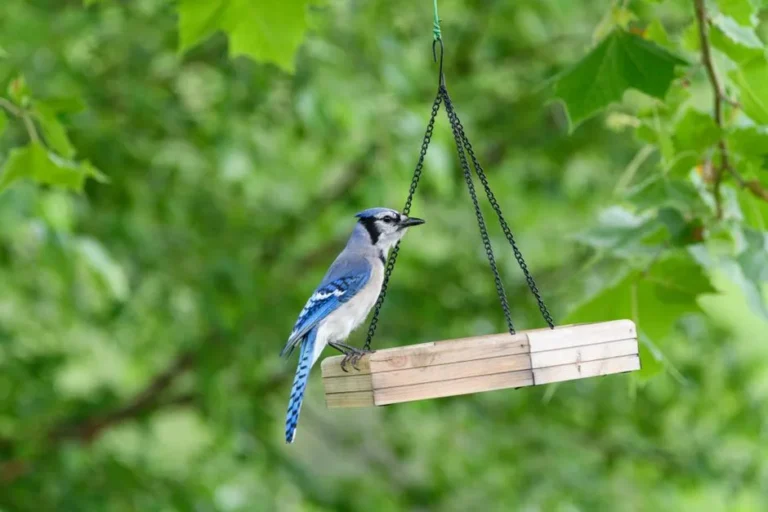 Blue Jay perched on a wooden platform bird feeder hanging by chain from tree branches