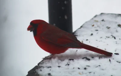 Tube vs Hopper Bird Feeders: Which Should You Choose?