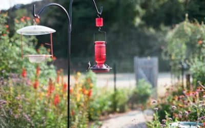 How High Should a Bird Feeder Be?